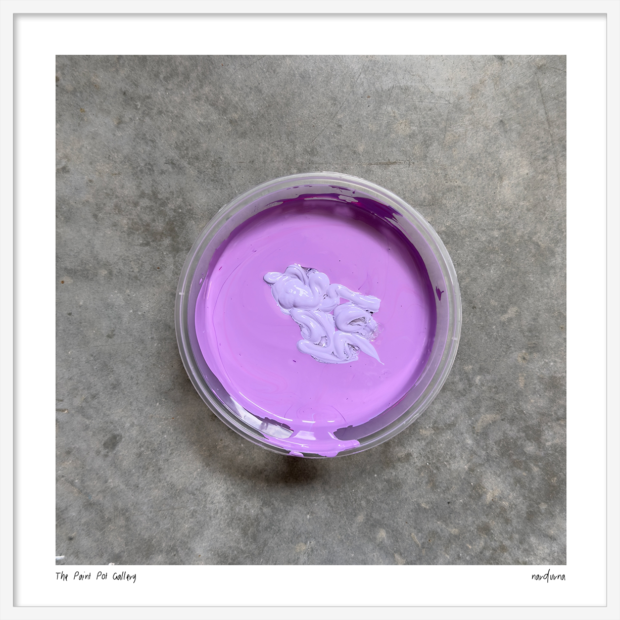 The Paint Pot Gallery - Fresh Bachelor Buttons